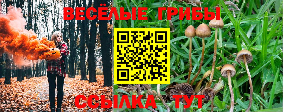 купить закладку  Псилоцибиновые грибы Psilocybine cubensis  Вход с VPN  Дальнегорск 