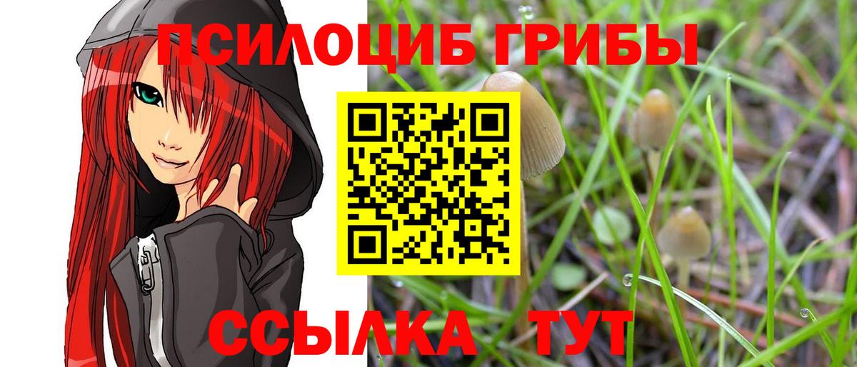 Псилоцибиновые грибы Cubensis Дальнегорск